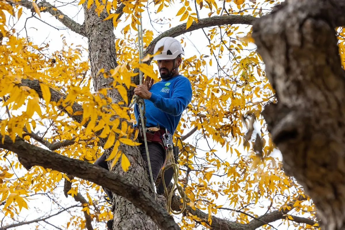 Skilled Storm Damage Cleanup crew working in Allendale